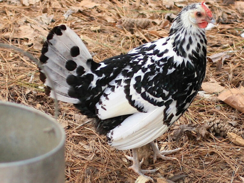 a black and white chicken in a garden on some hay
