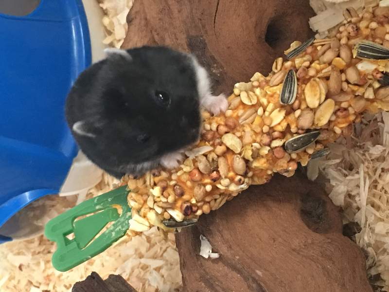En lille sort hamster, der spiser af en stor Godbid i et bur