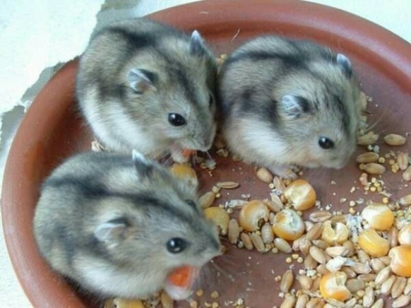 Hamsters eating food