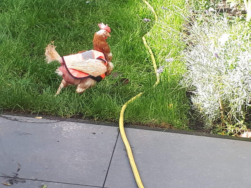 Kylling med Omlet kylling hivis jakke på i haven