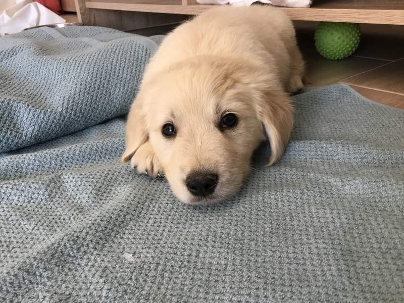 a small golden puppy lying on a blanket