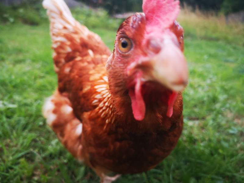 an orange hybrid chicken pecking a camera