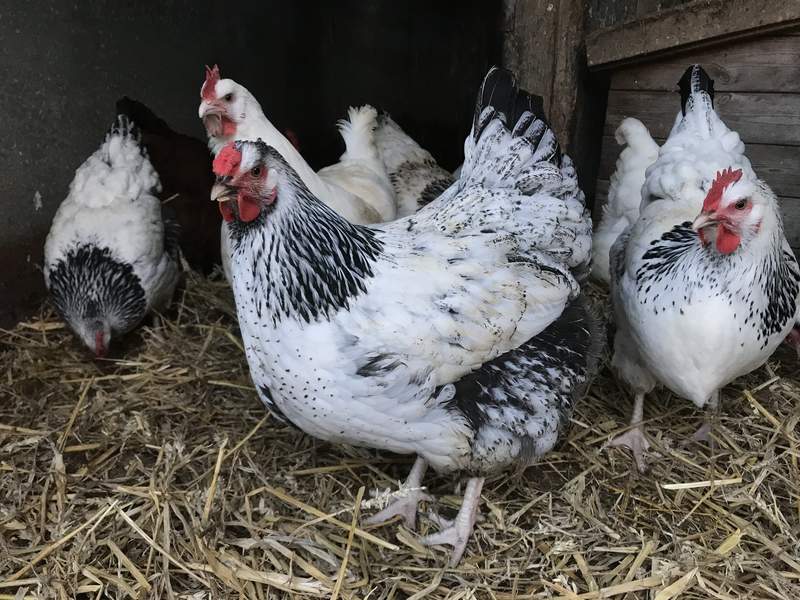 four black and white chickens in a coop with straw on the floor