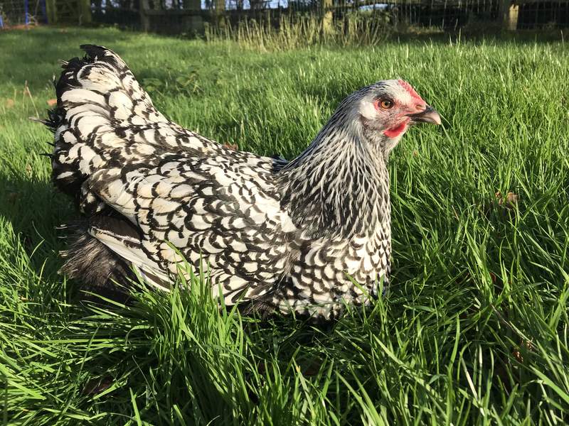 White Sussex x pullet