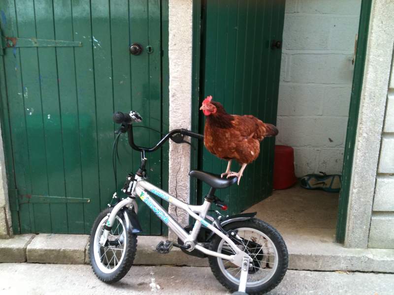 Een kip die op een fiets staat