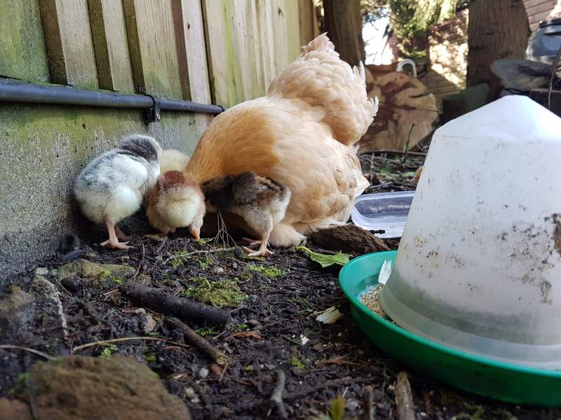 Broody Hen und Chicks