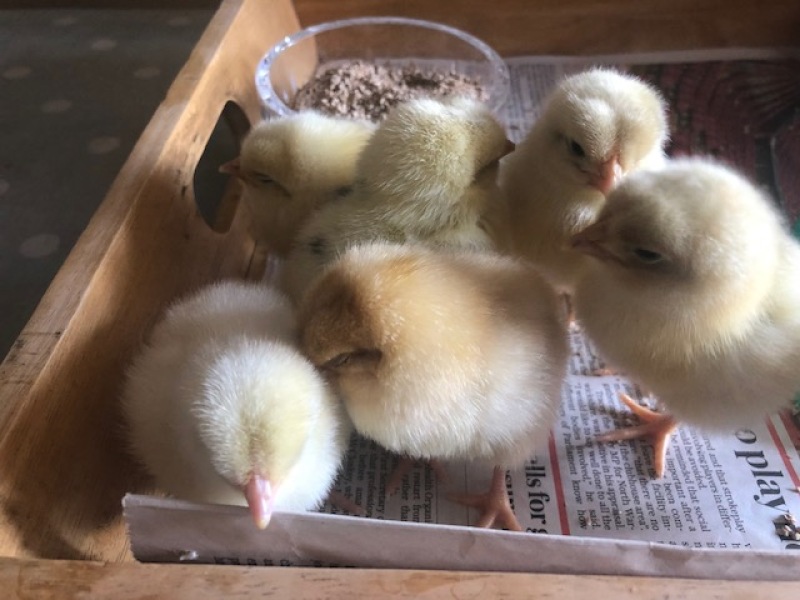 Six chicks grouped together on a wooden tray