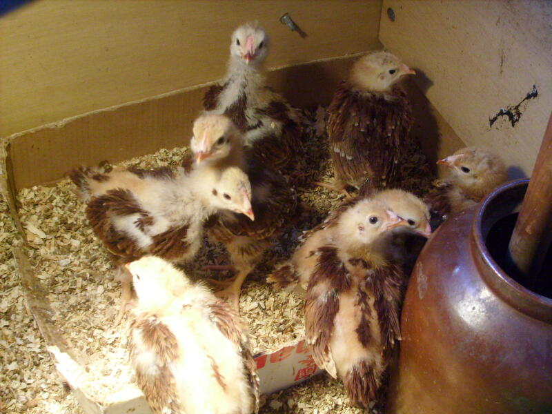 A flock of chicks just a few weeks old.