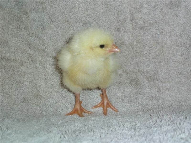 A 2 day old ixworth chick.