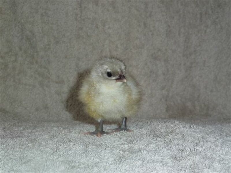 A 2 day old jersey giant chick.