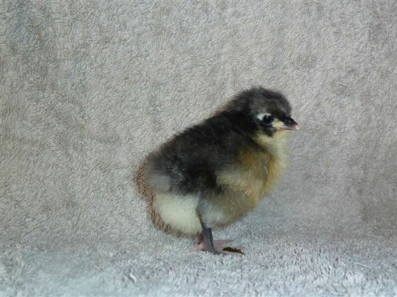 A jersey giant chick.