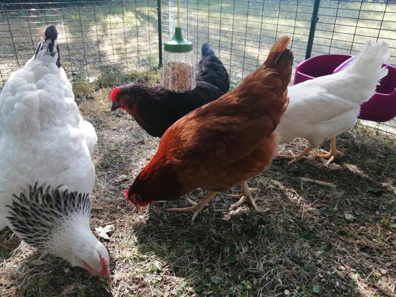 Några kycklingar som hackar på de korn som föll på marken från deras hackleksak.