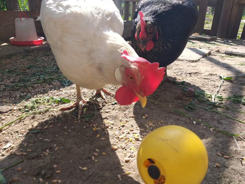 two chickens in a garden playing with a toy for treats