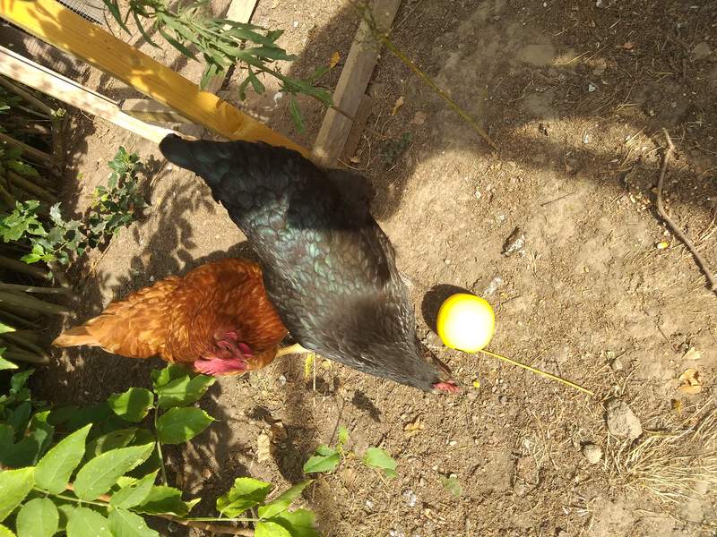 Chickens playing with Manna Pro Chicken toy ball