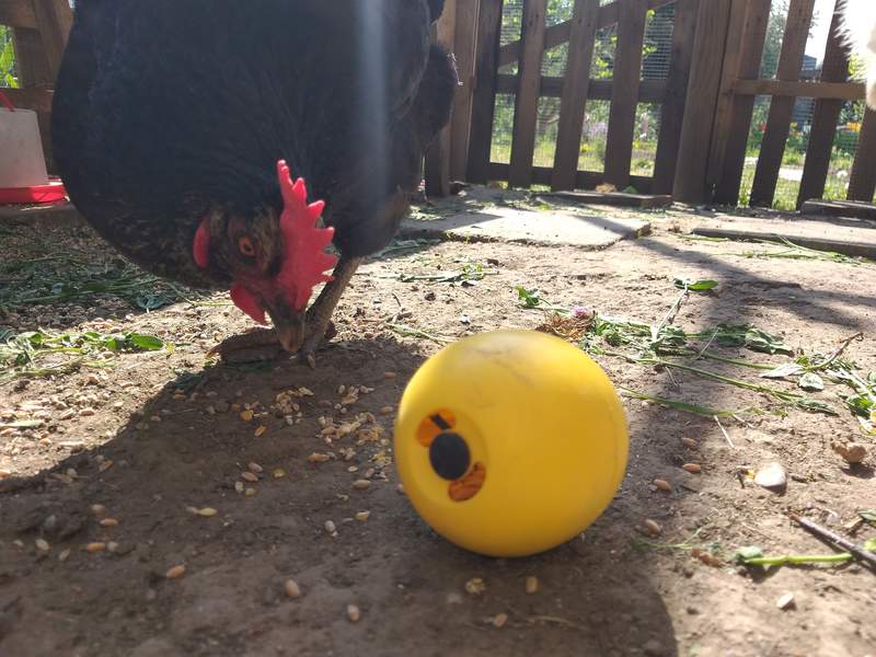 Chicken in run inspecting Mana Pro Chicken Toy Ball