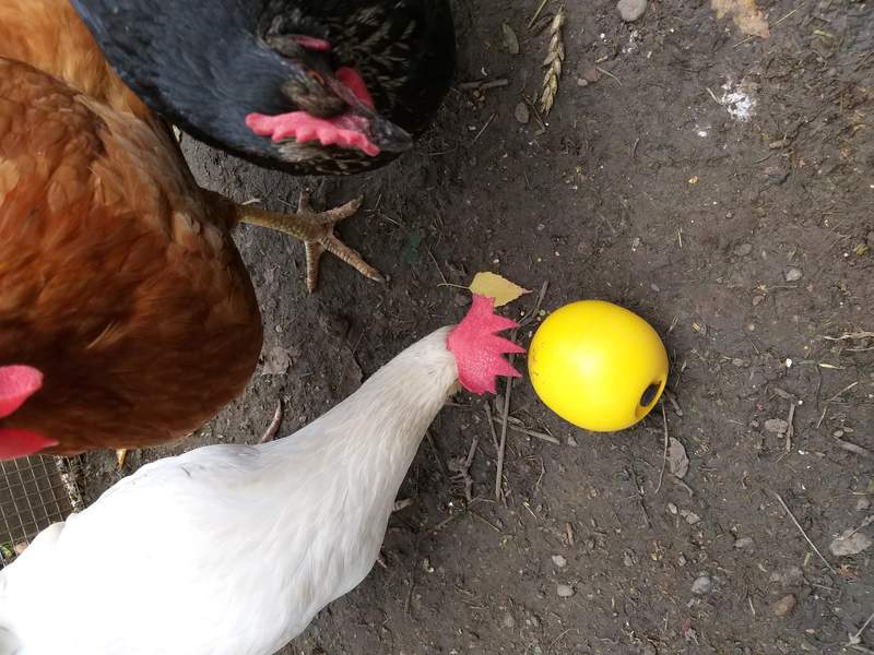 three black brown and white chickens playing with a chicken toy
