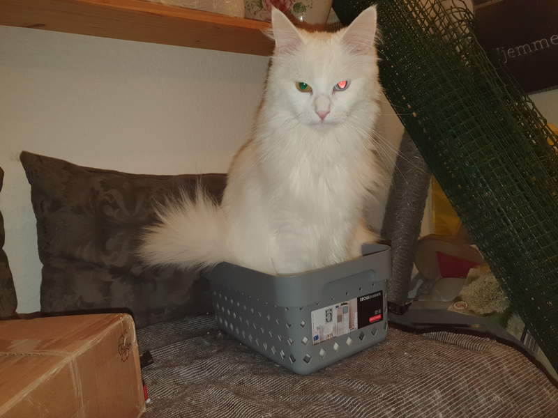 En katt som sitter i en låda på en soffa