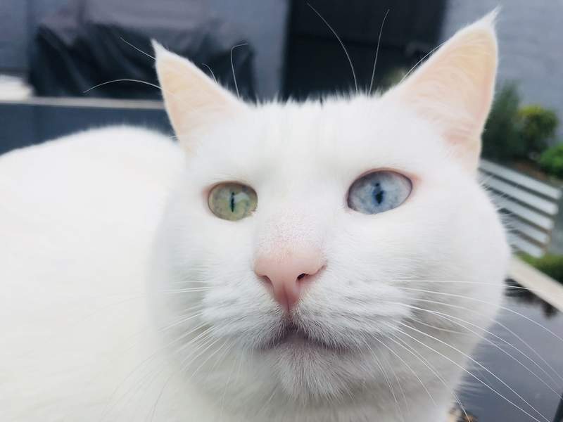 a white cat with hectochromia, one green eye and one blue eye