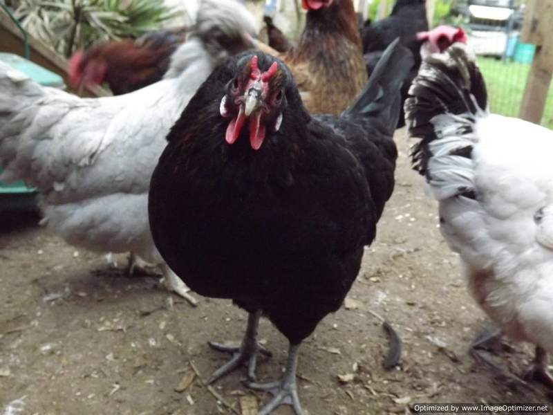 Flock of chickens with black chicken looking into camera