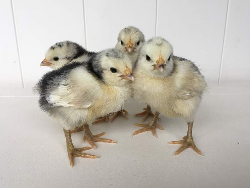 Einwöchige Lakenvelder Chicks