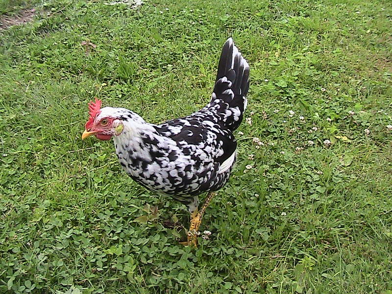 Polla de Leghorn de 17 semanas de edad