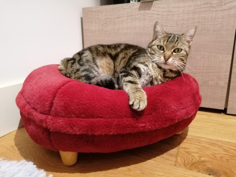 A cat in a red donut shaped cat bed