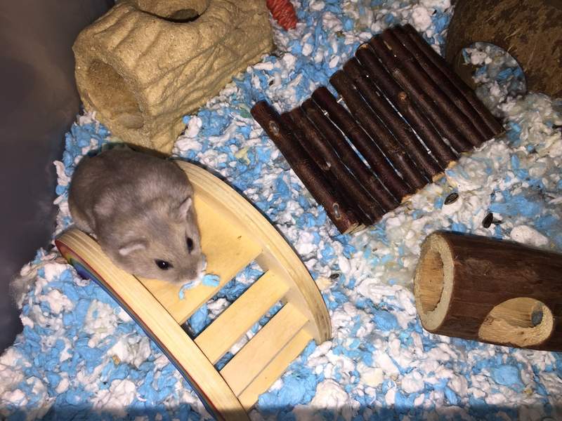 Een kleine grijze hamster die over een houten speeltje klimt met veel accessoires om hem heen