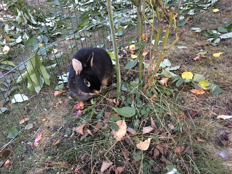 Un lapin noir qui mange des feuilles