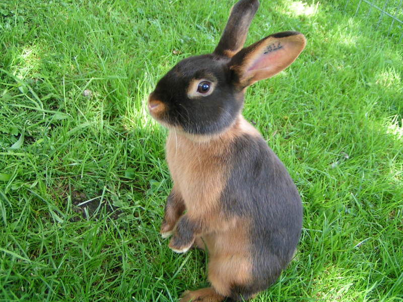 A small rabbit standing up o grass