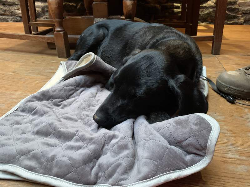 Our Labrador puppy enjoying his new blanket at the pub after a long walk