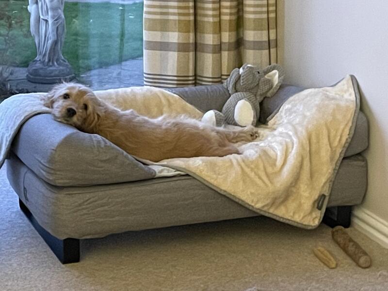 En hund, der hviler på sin grå seng og sit grå tæppe