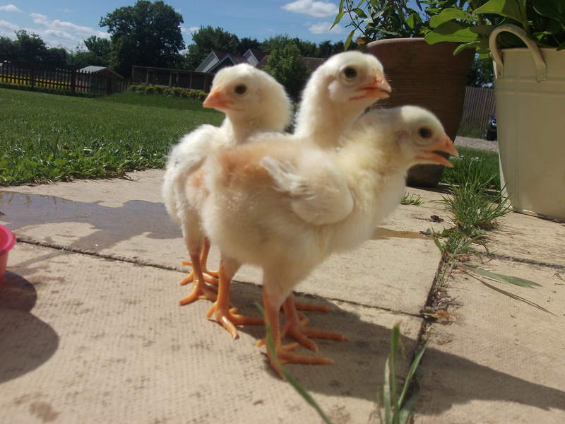 Three malay chicks standing together on some tiles