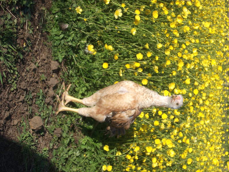 A malay chicken standing in front of a daffodil field