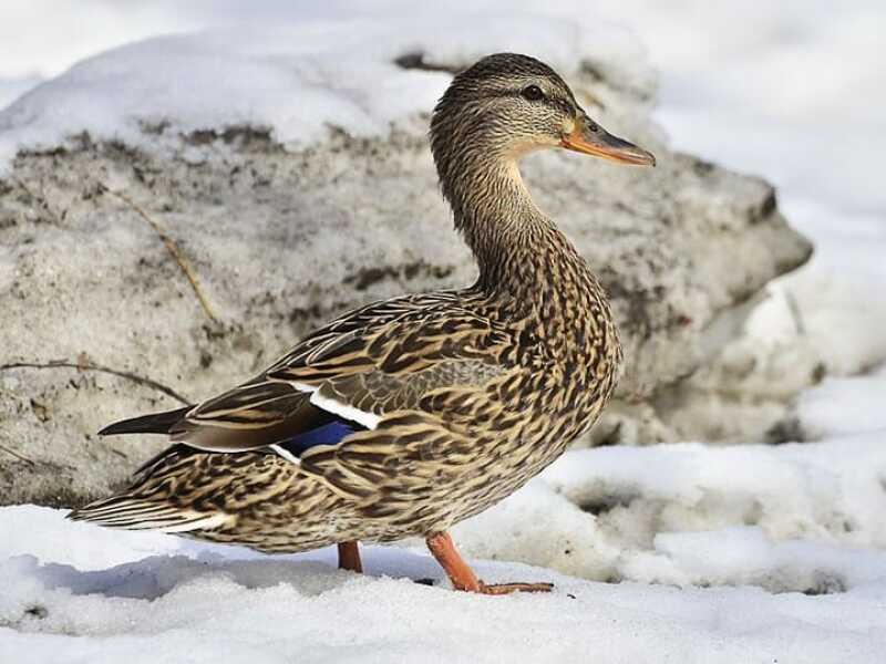 Duck in snow