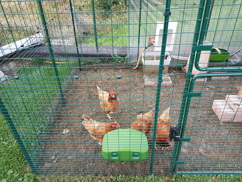 four orange chickens behind a walk in run eating from a feeder