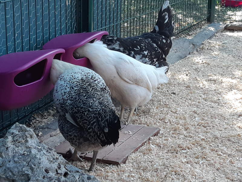 Pollos comiendo comida de los comederos