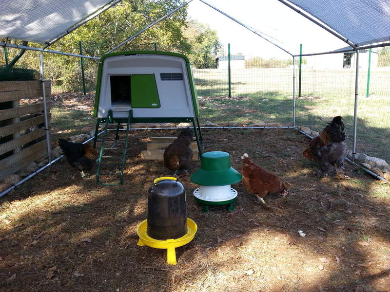 An eglu cube surrounded with chickens