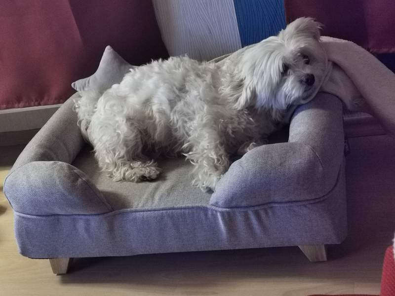 Perro sentado en Omlet cama de espuma de memoria para perros con pies cuadrados de madera
