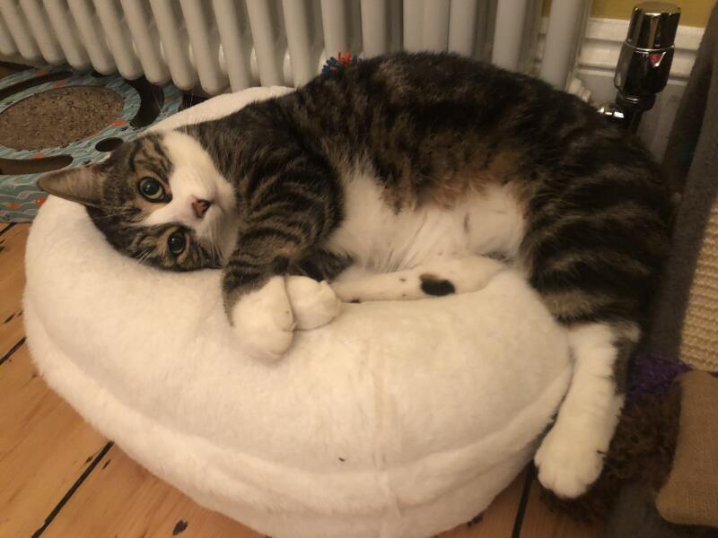 Een kat rustend in zijn witte donut kattenbed