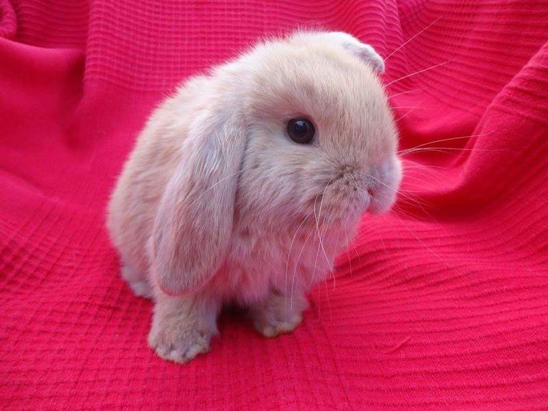 A mini lop on a red blanket.