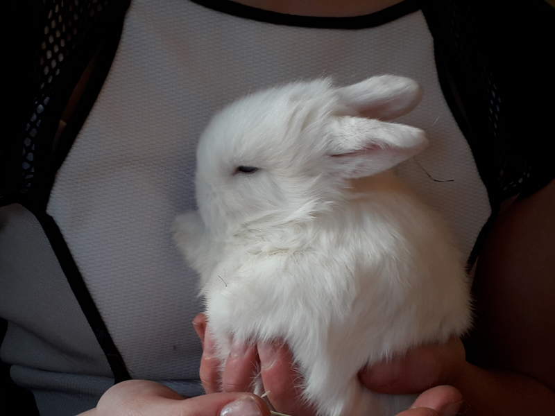 a small white mini lop fluffy bunny rabbit being held by its owner