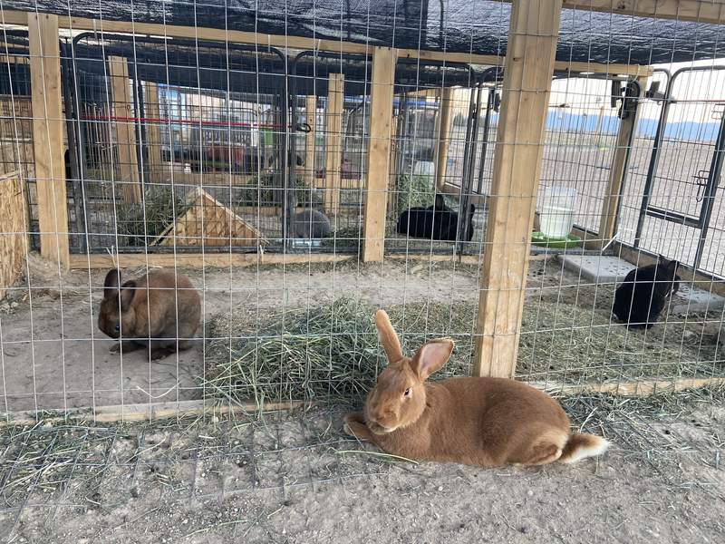 bunny rabbits in an outdoor cage setup