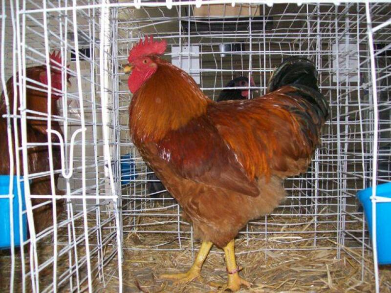 New Hampshire Red Chicken in cage