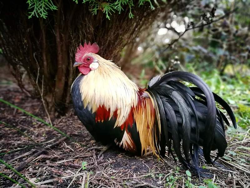 a rooster with yellow red and black feathers sat in a garden