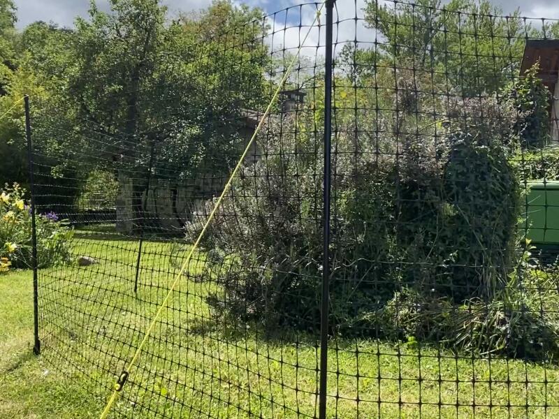 A chicken fence surrounding bushes in a garden