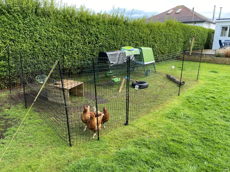 Tres pollos vagando por su jardín, a salvo dentro de su valla