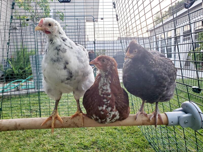 Tre kycklingar på en trästock