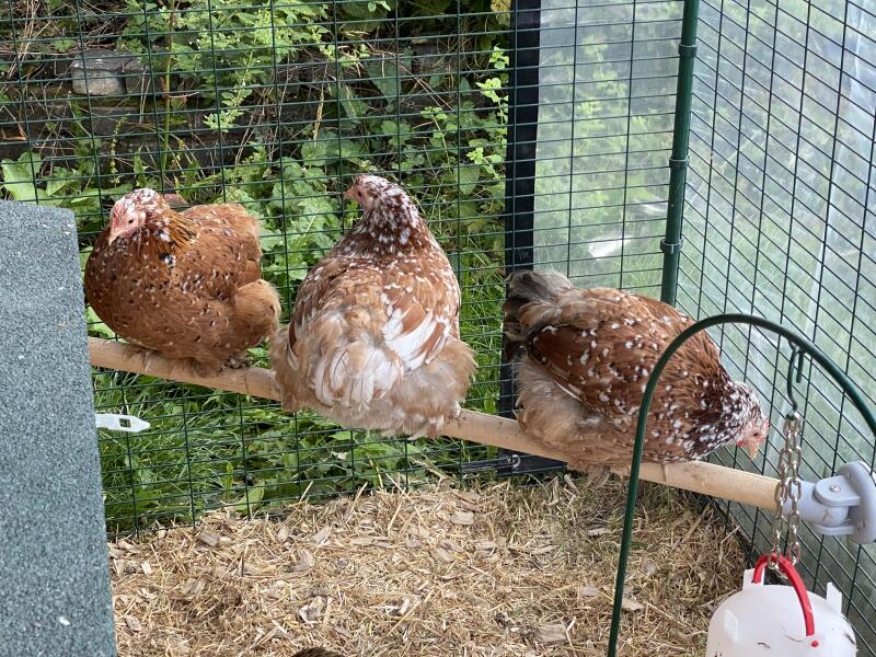 Tre kycklingar på sin sittande stolpe