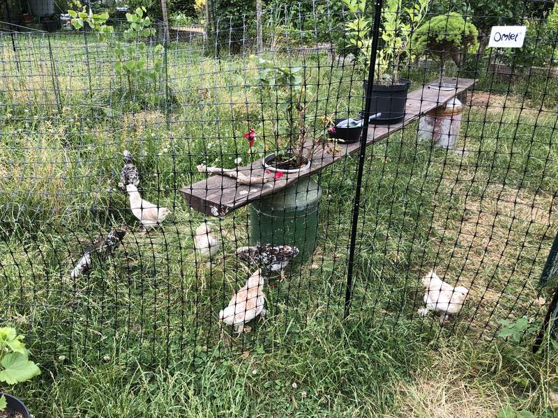 Pollos pequeños en su cercado en un jardín