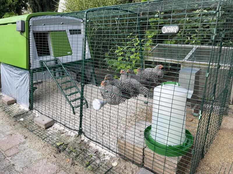 Seks kyllinger som står i kø på sin abbor, inne i en hønsegård